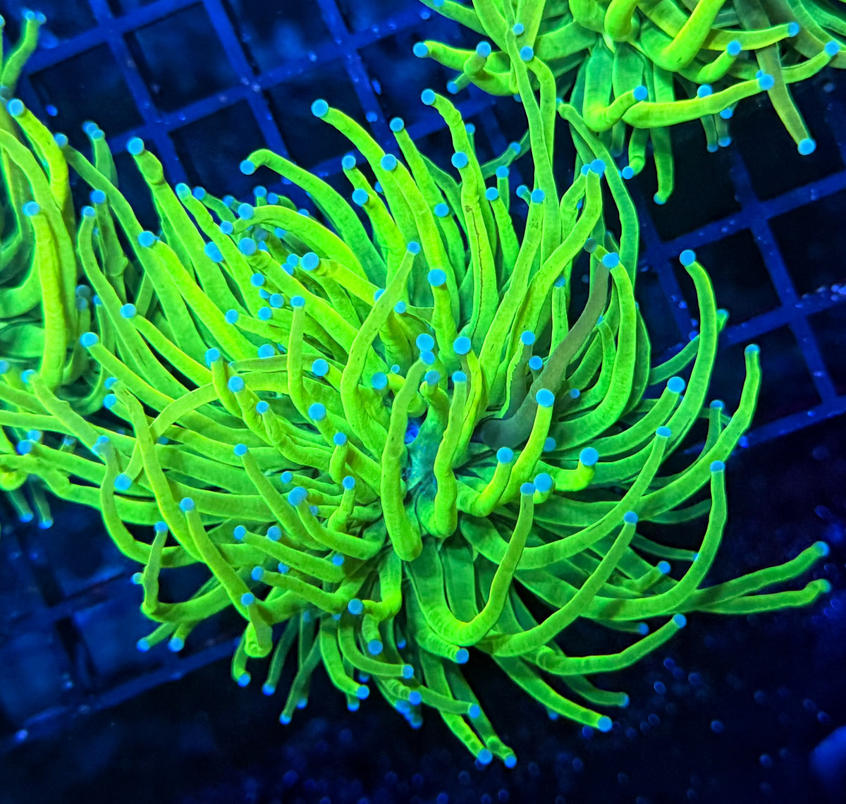 Grafted HG
