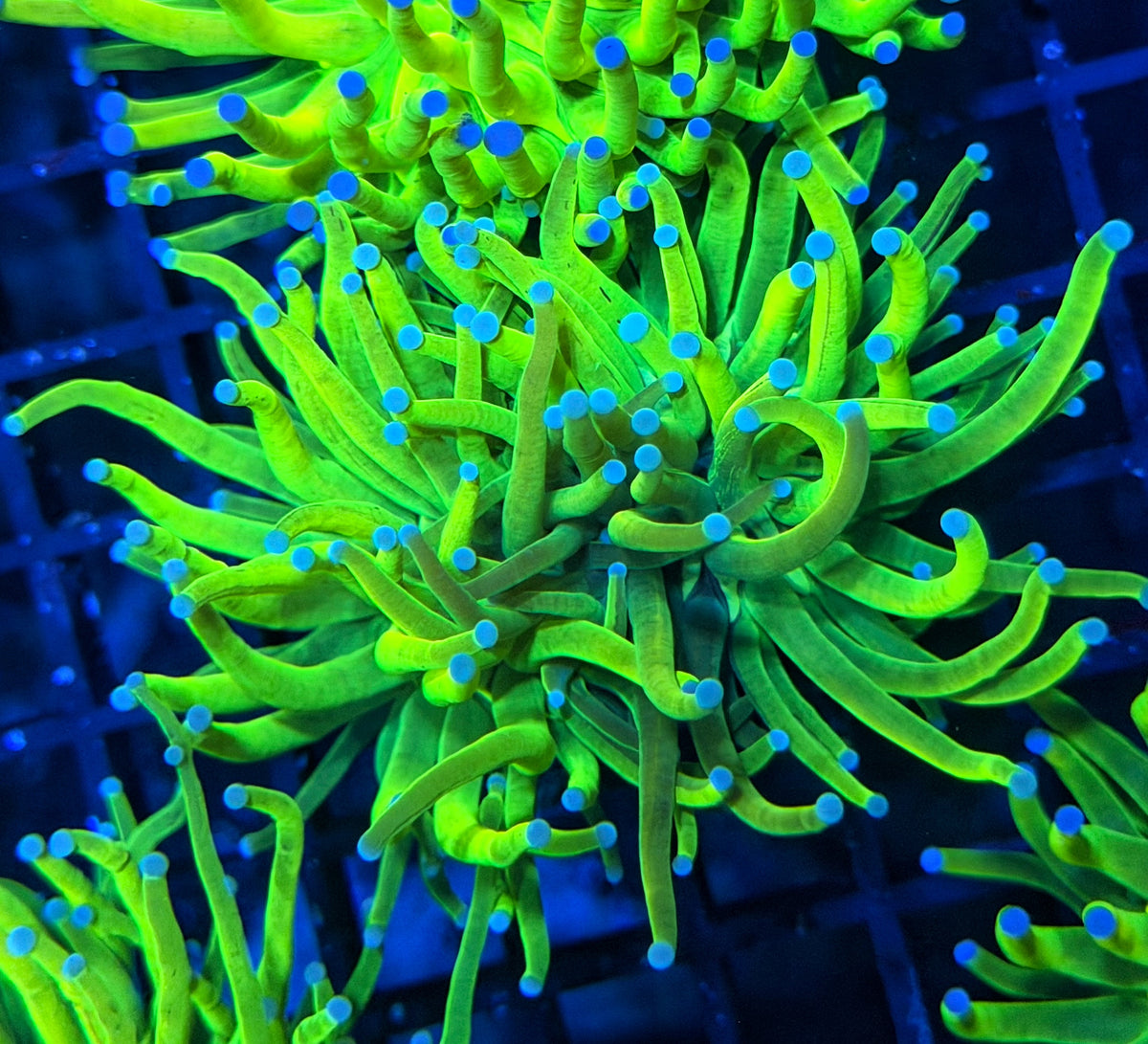 Grafted HG