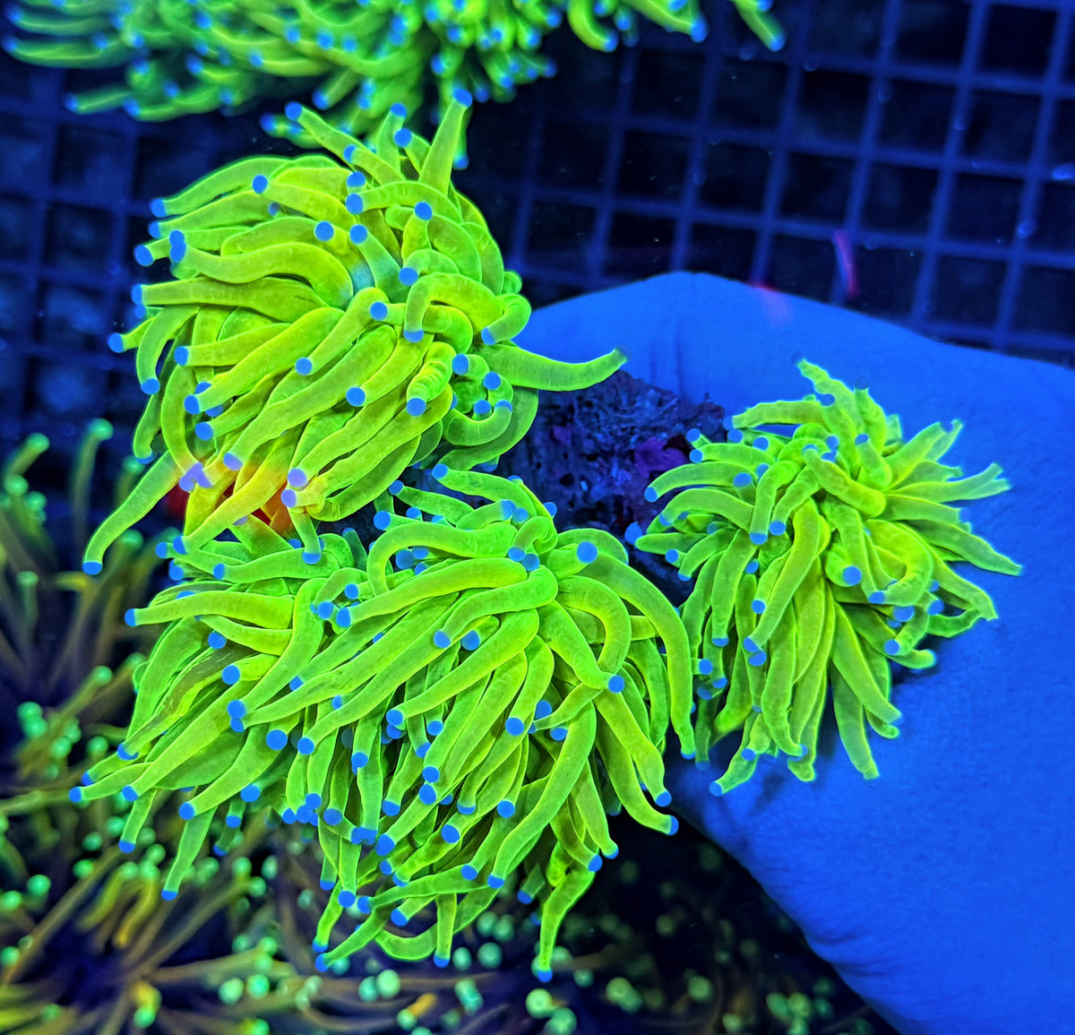 OG HG cuttable 4 heads colony