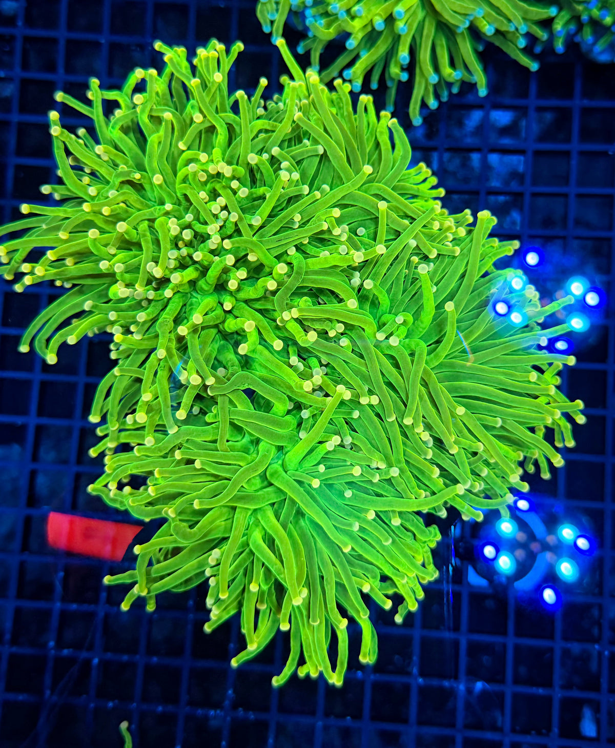 Prenup colony cuttable 5 heads