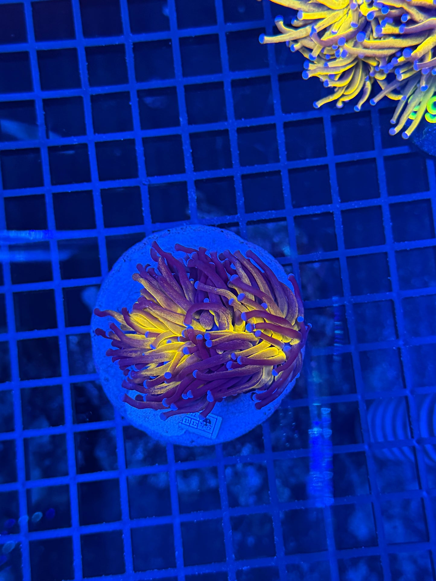 OG tiger big - sold