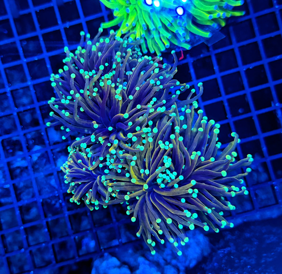 Indo gold dark colony