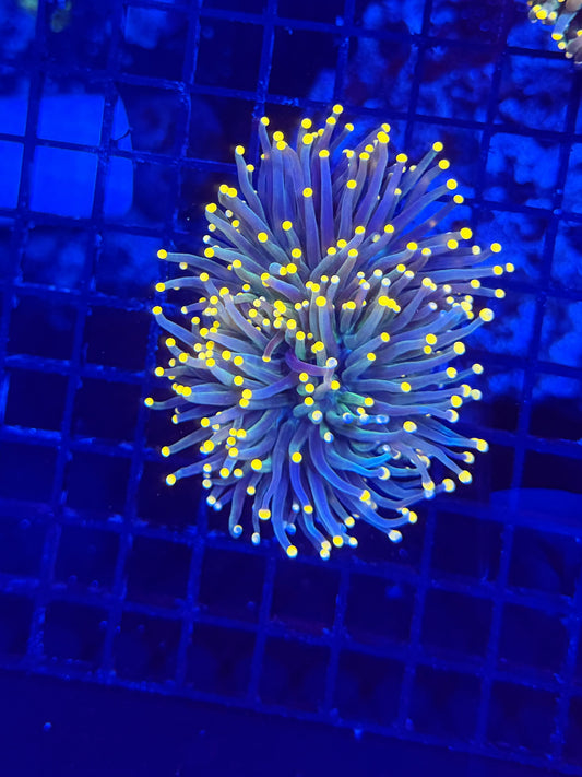 Malay yellow tip
