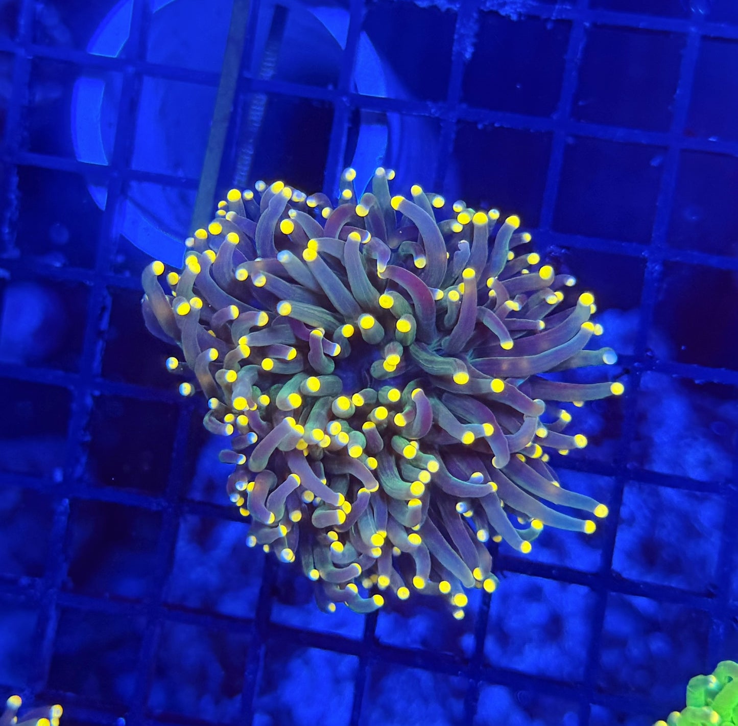 Malay yellow tip