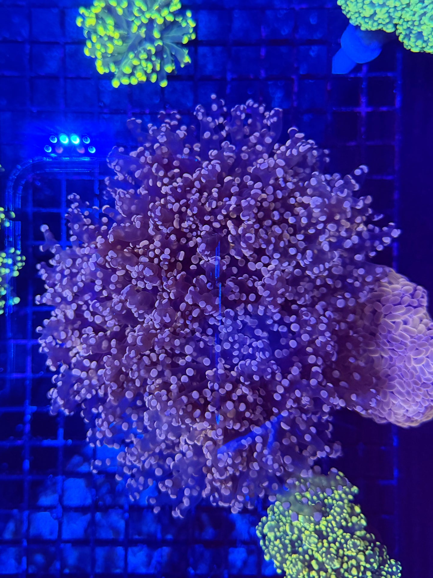 Frogspawn colony