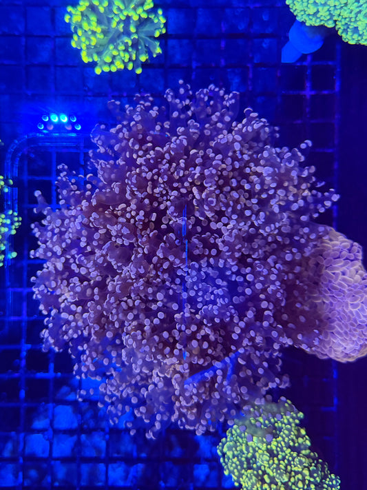 Frogspawn colony