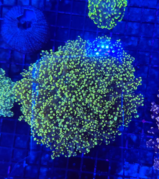 Frogspawn large