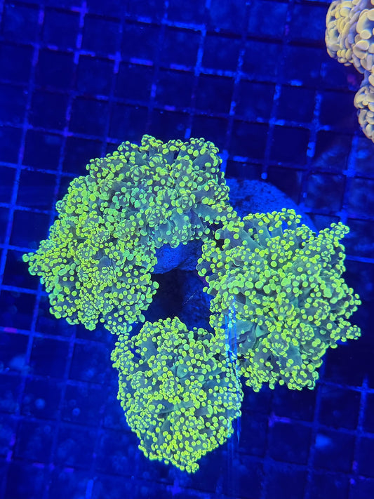 Frogspawn colony