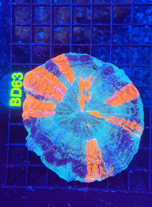 Rainbow acantho