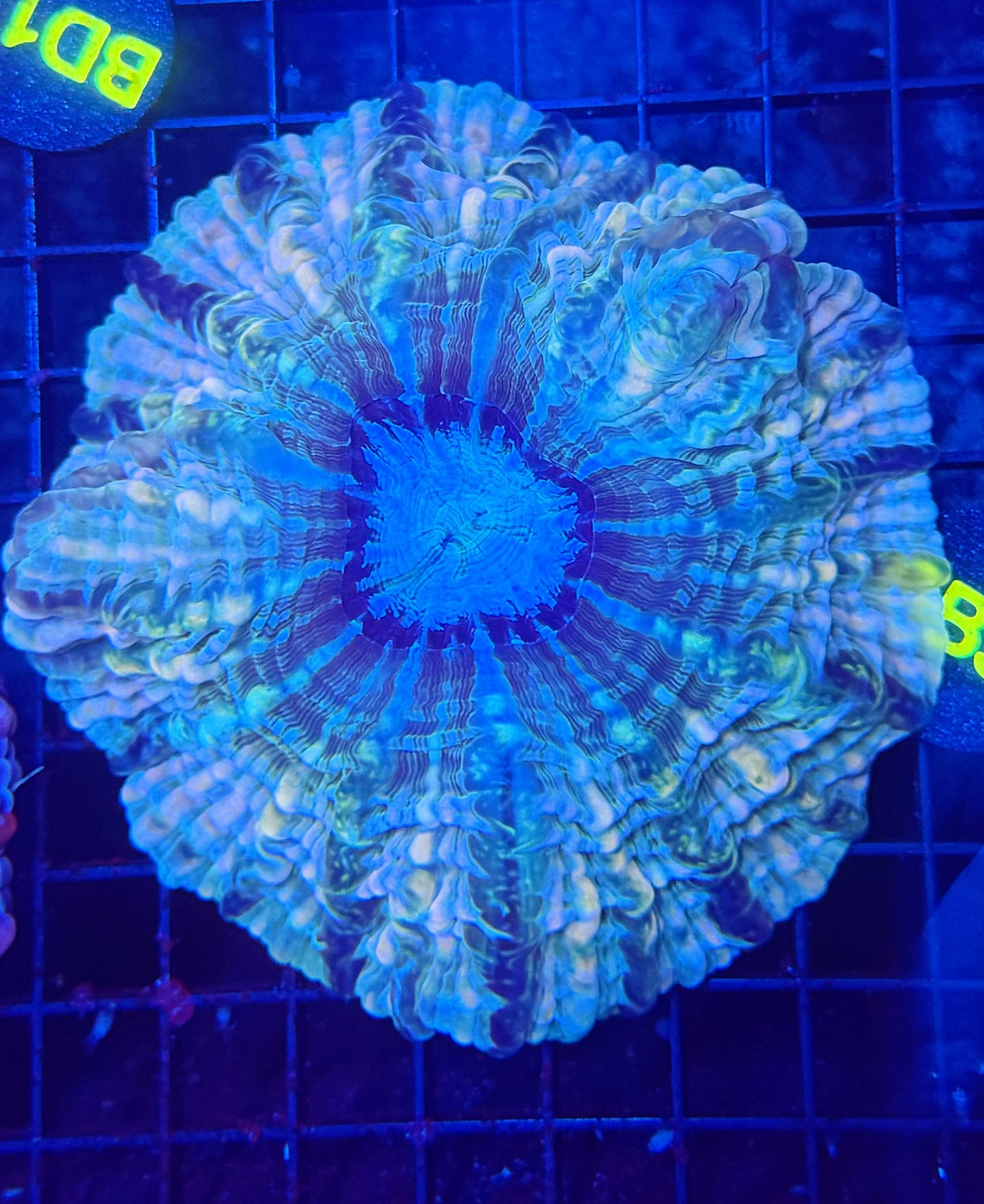 Rainbow indophyllia