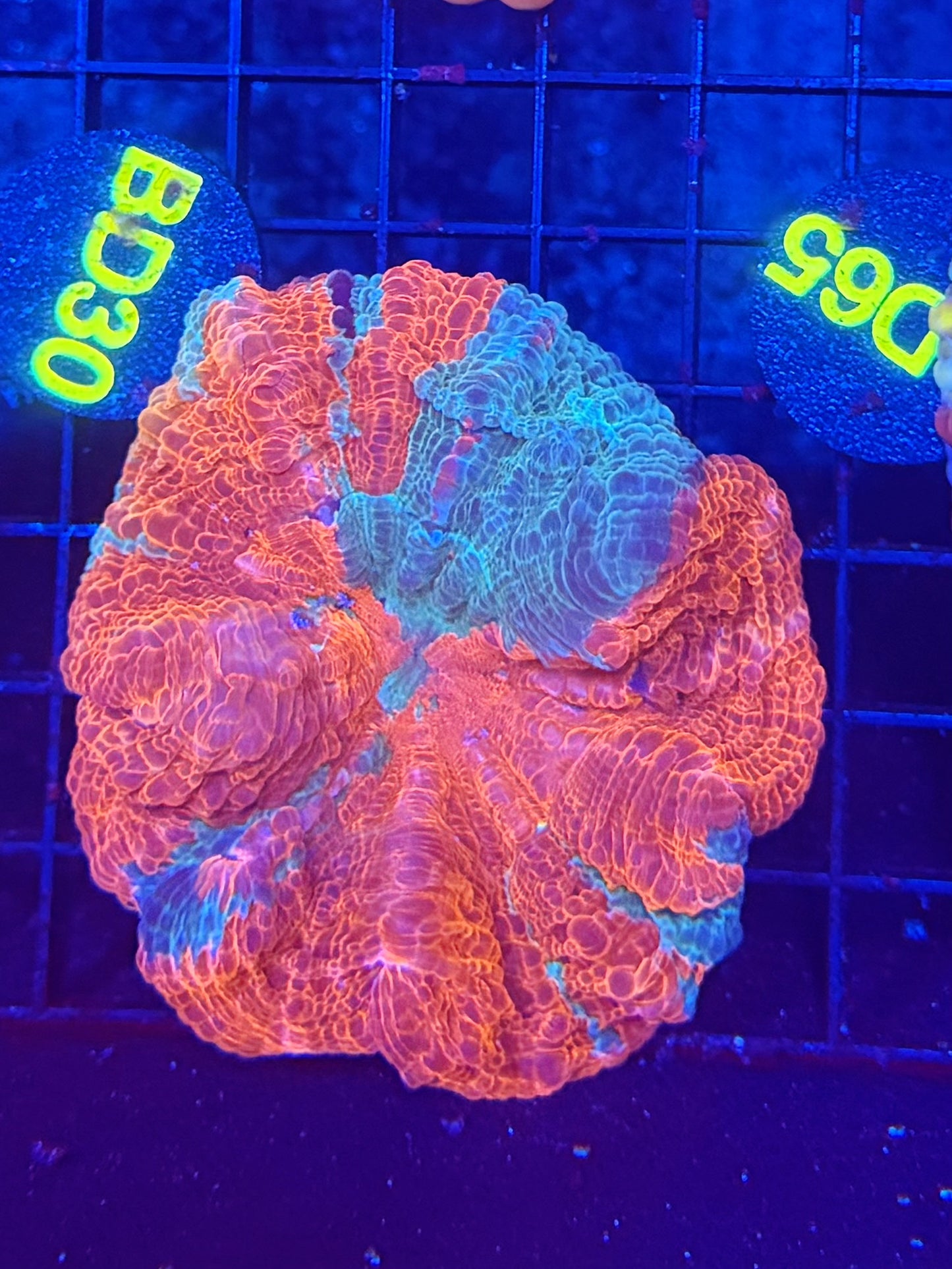 Rainbow acantho