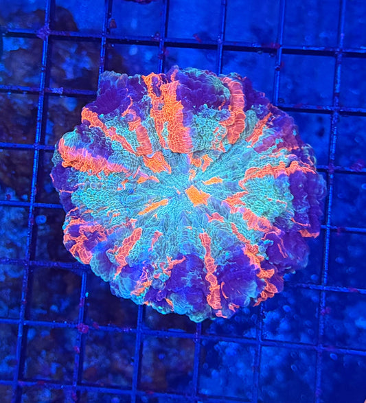 Rainbow acantho