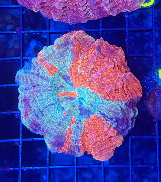 Rainbow acantho