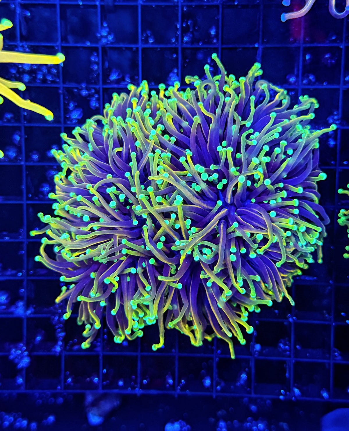 Hellfire cuttable 4-8+ heads colony