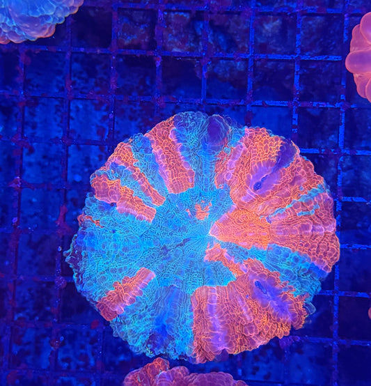 Rainbow acantho