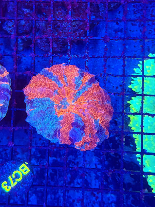 Rainbow acantho