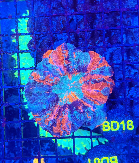 Rainbow acantho