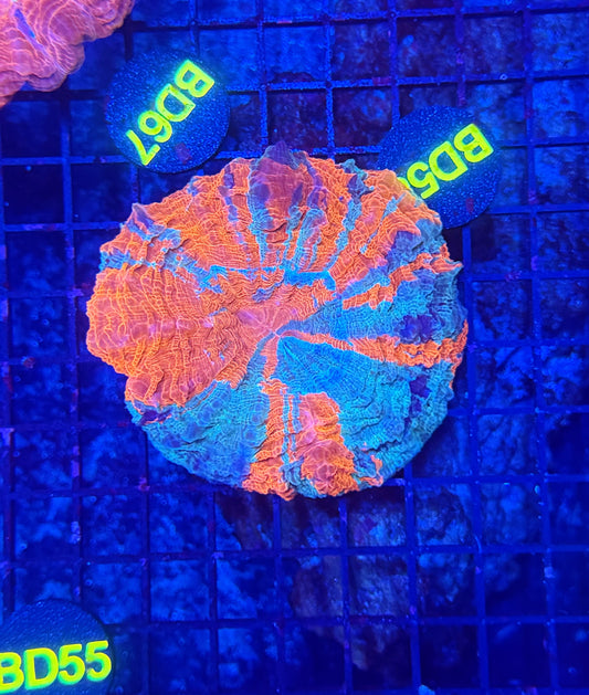 Rainbow acantho