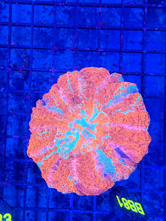 Rainbow acantho