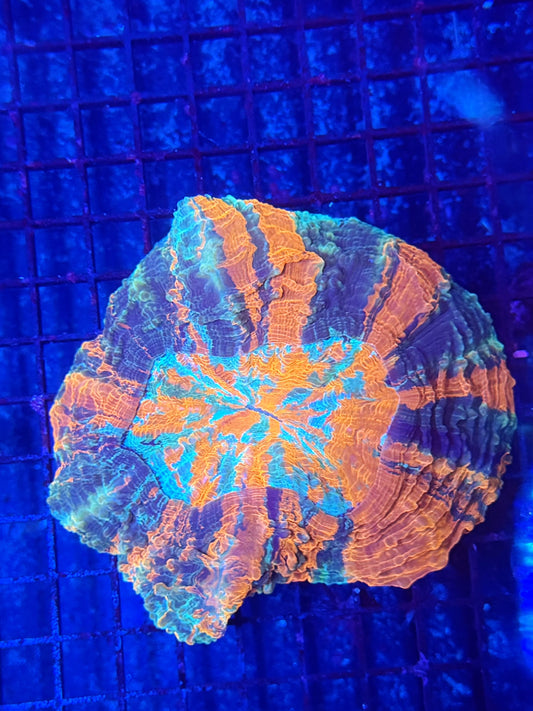 Rainbow acantho