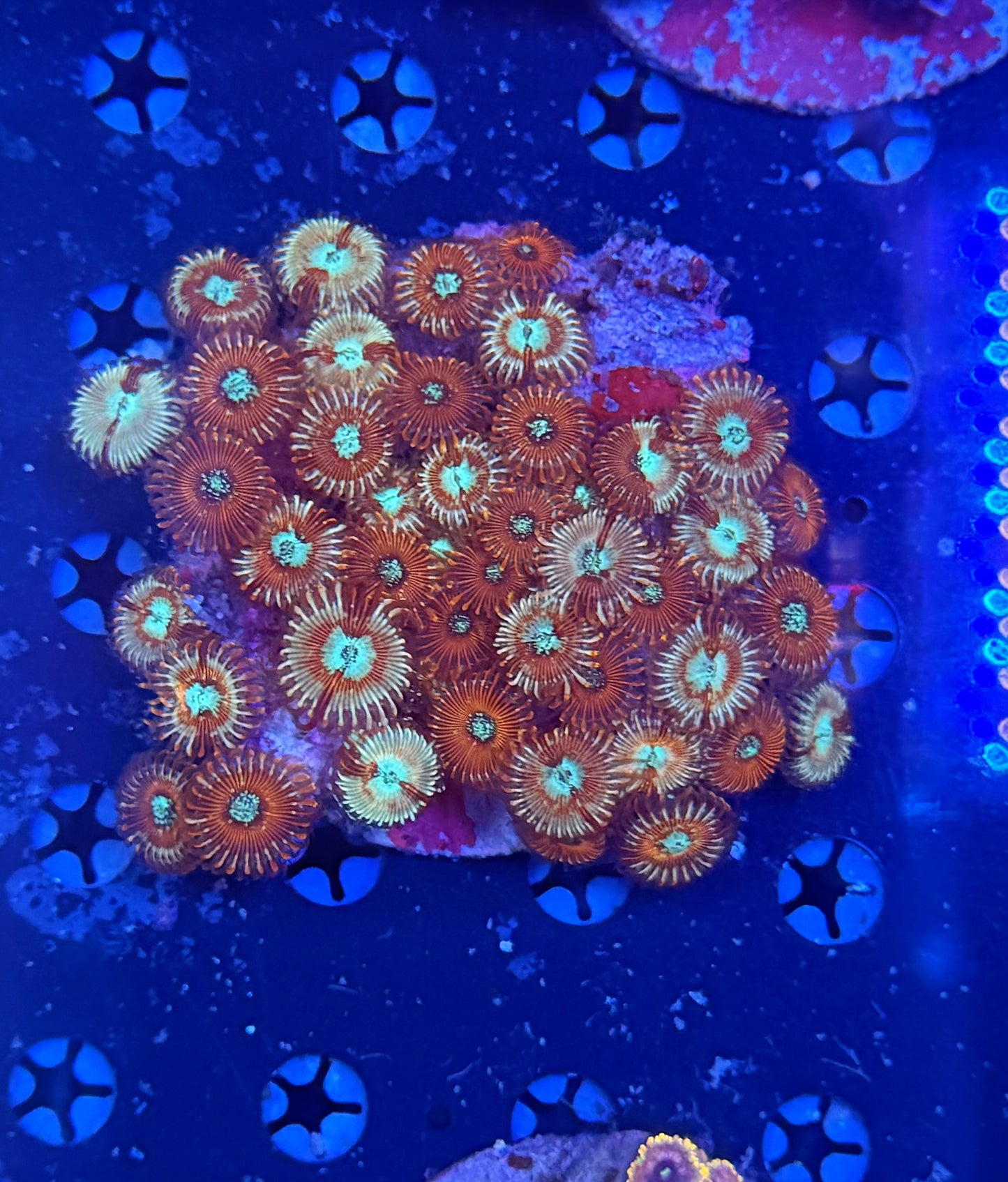 Zoa clearance