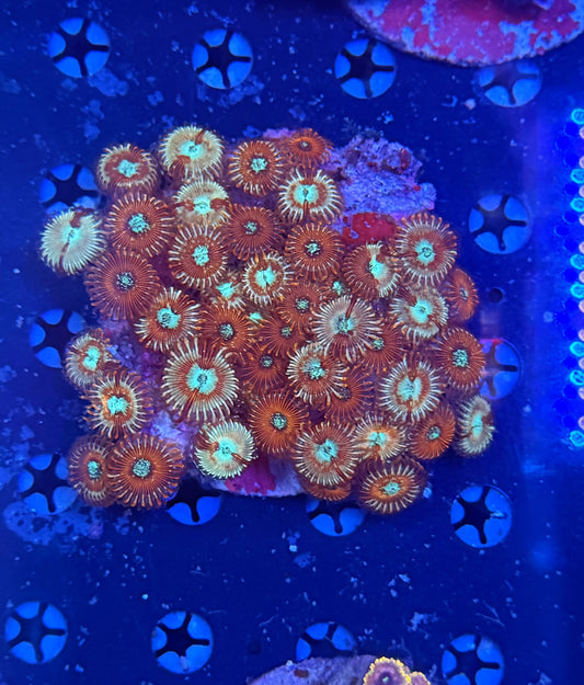 Zoa clearance