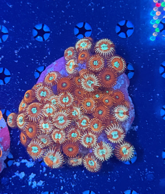 Zoa clearance