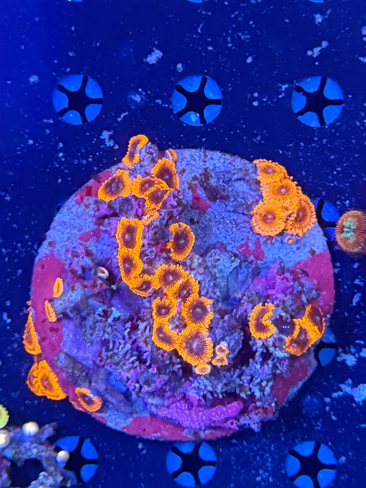 Zoa clearance