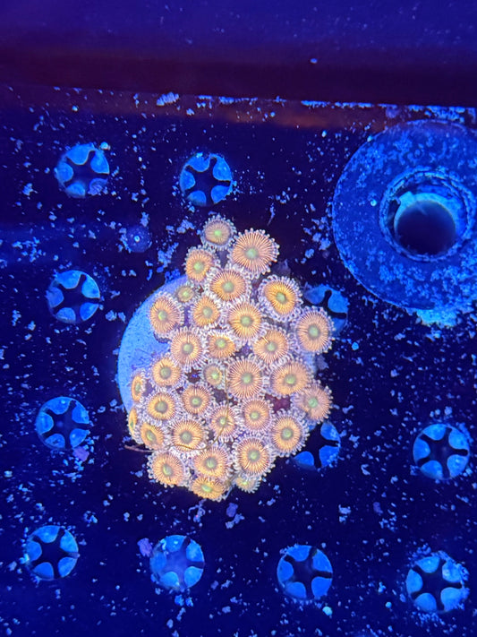 Zoa clearance
