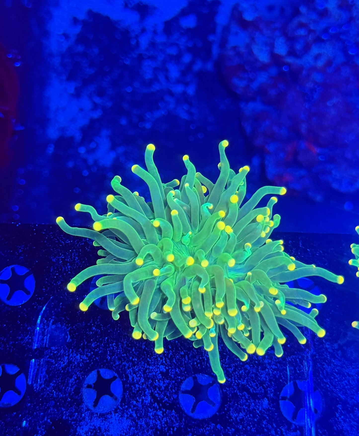 Malay yellow tip