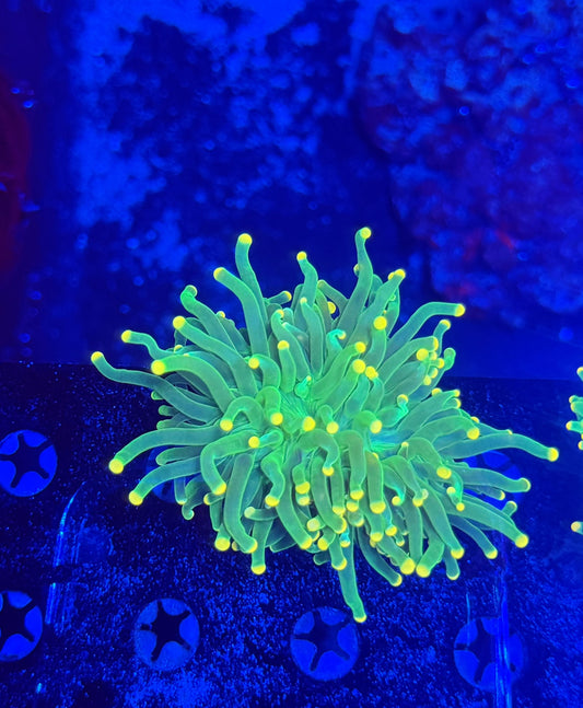 Malay yellow tip