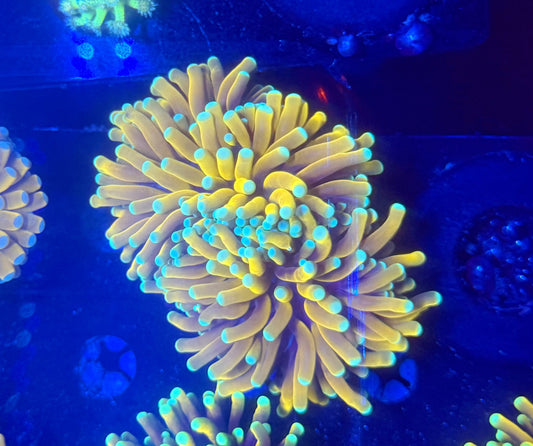 Teal tip Asian banana L