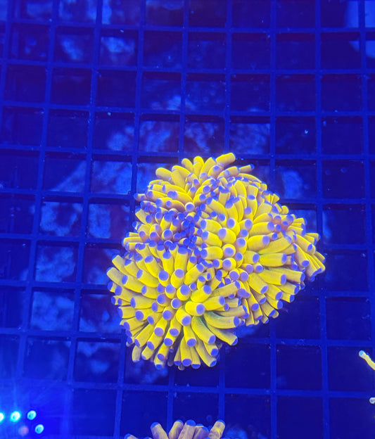 Asian banana grails mini colony