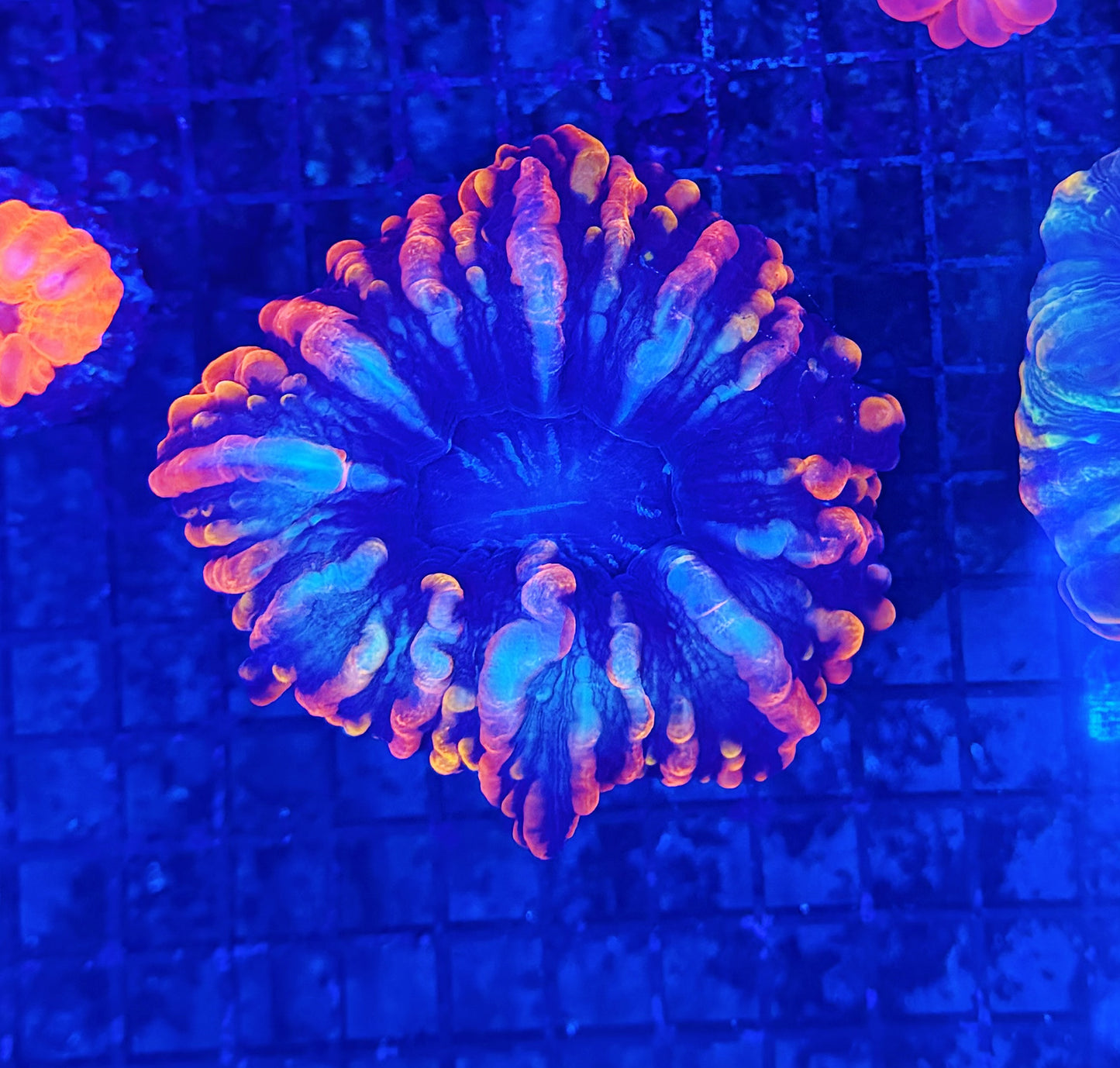 Rainbow indophyllia