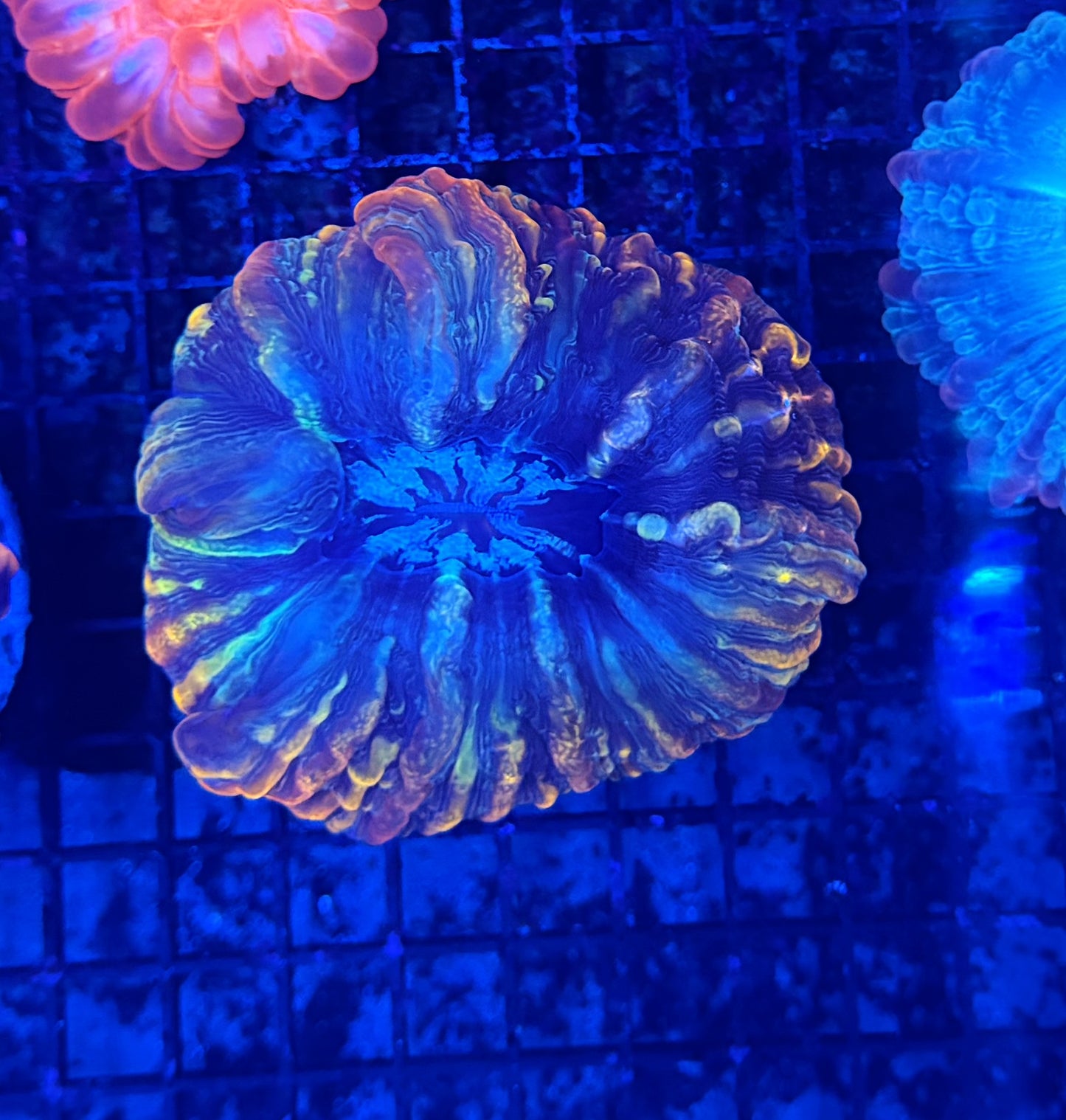 Rainbow indophyllia