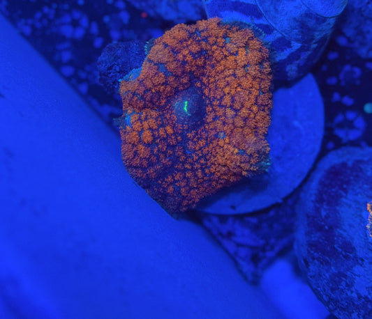 XL 4 inch+ carpet mushroom