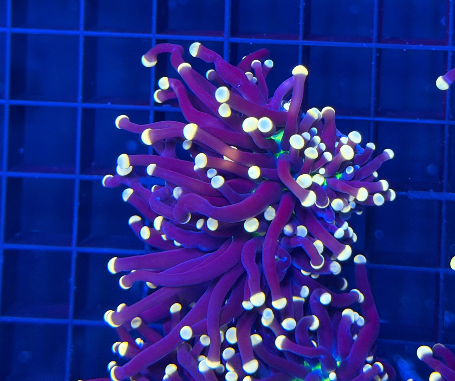 Malay joker large (expert only, need extra care)