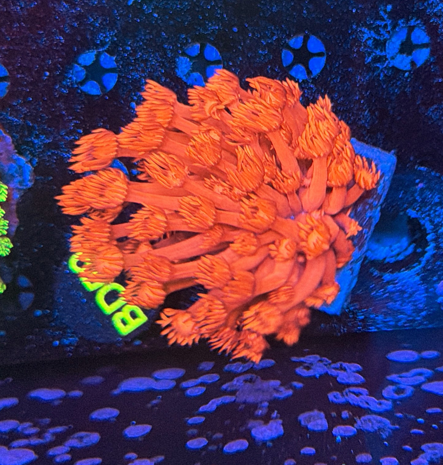Red goni