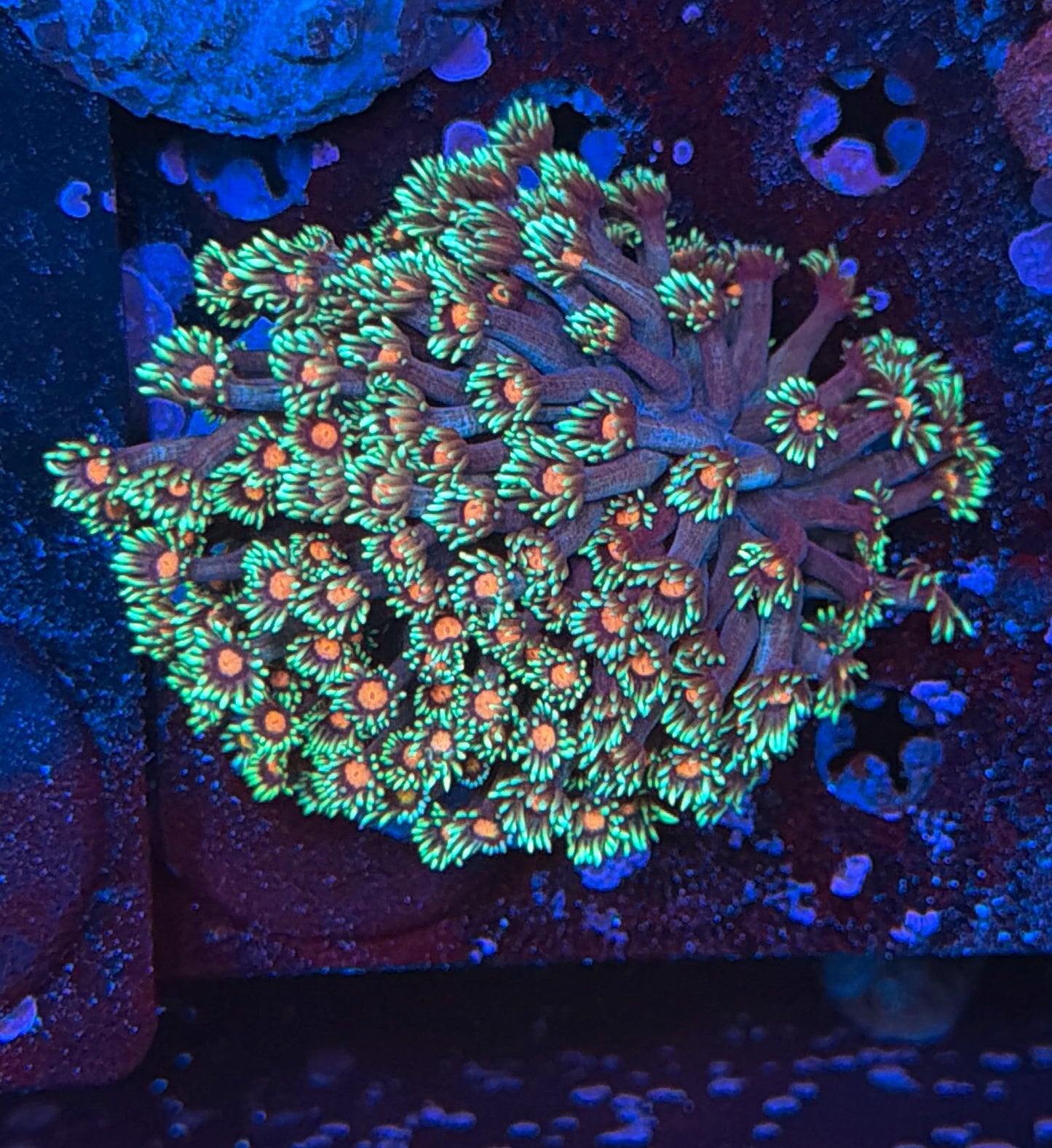 Indo rainbow goni
