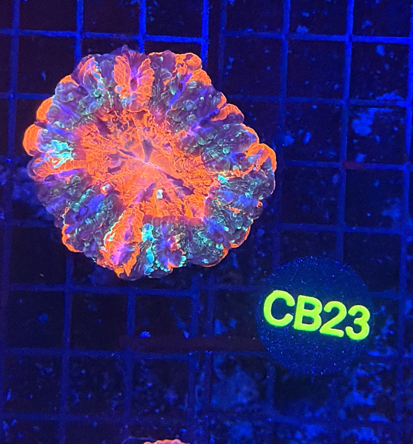 Rainbow acantho minor damage