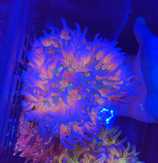 Insane Phantom Anemone