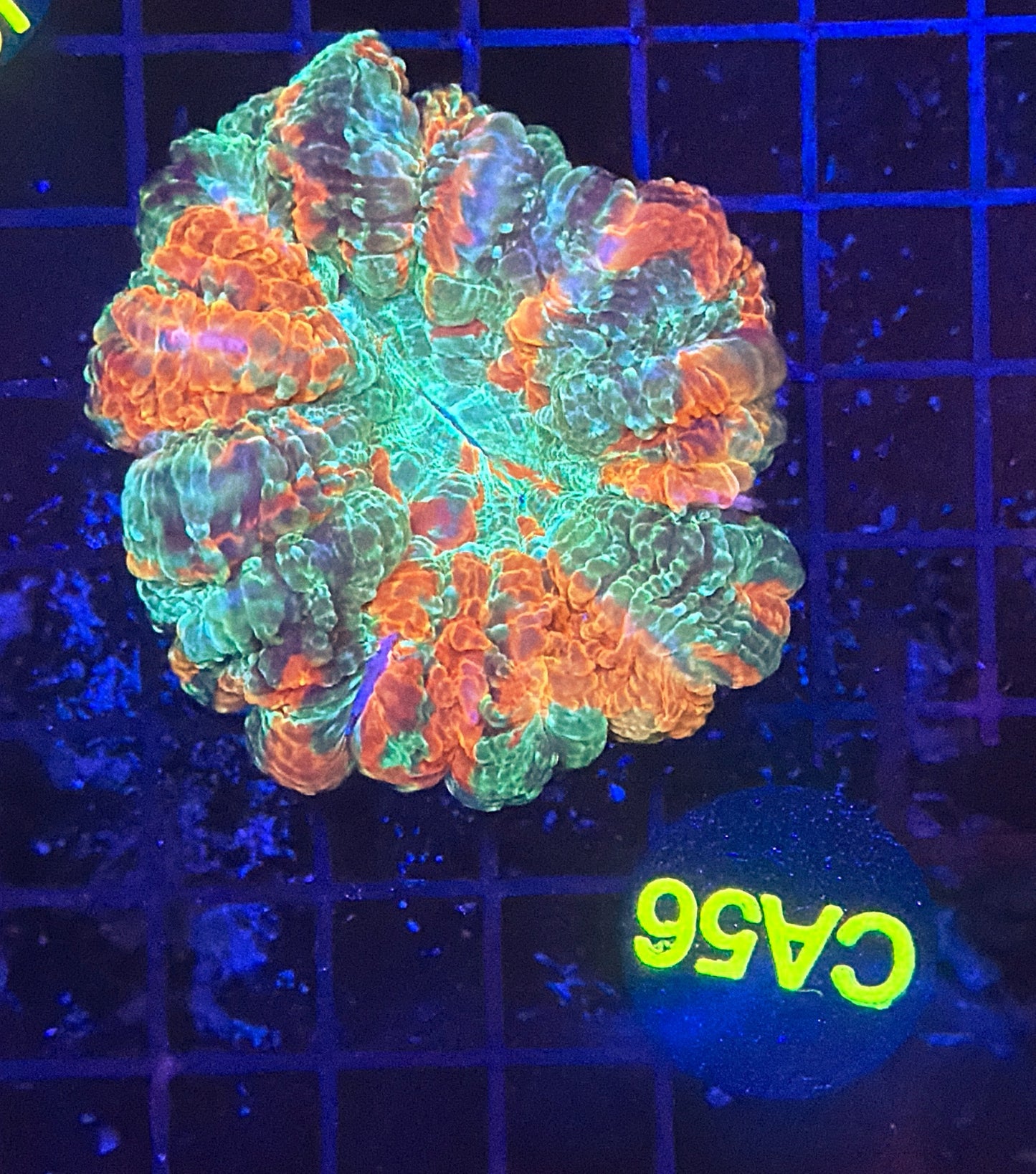 Rainbow acantho