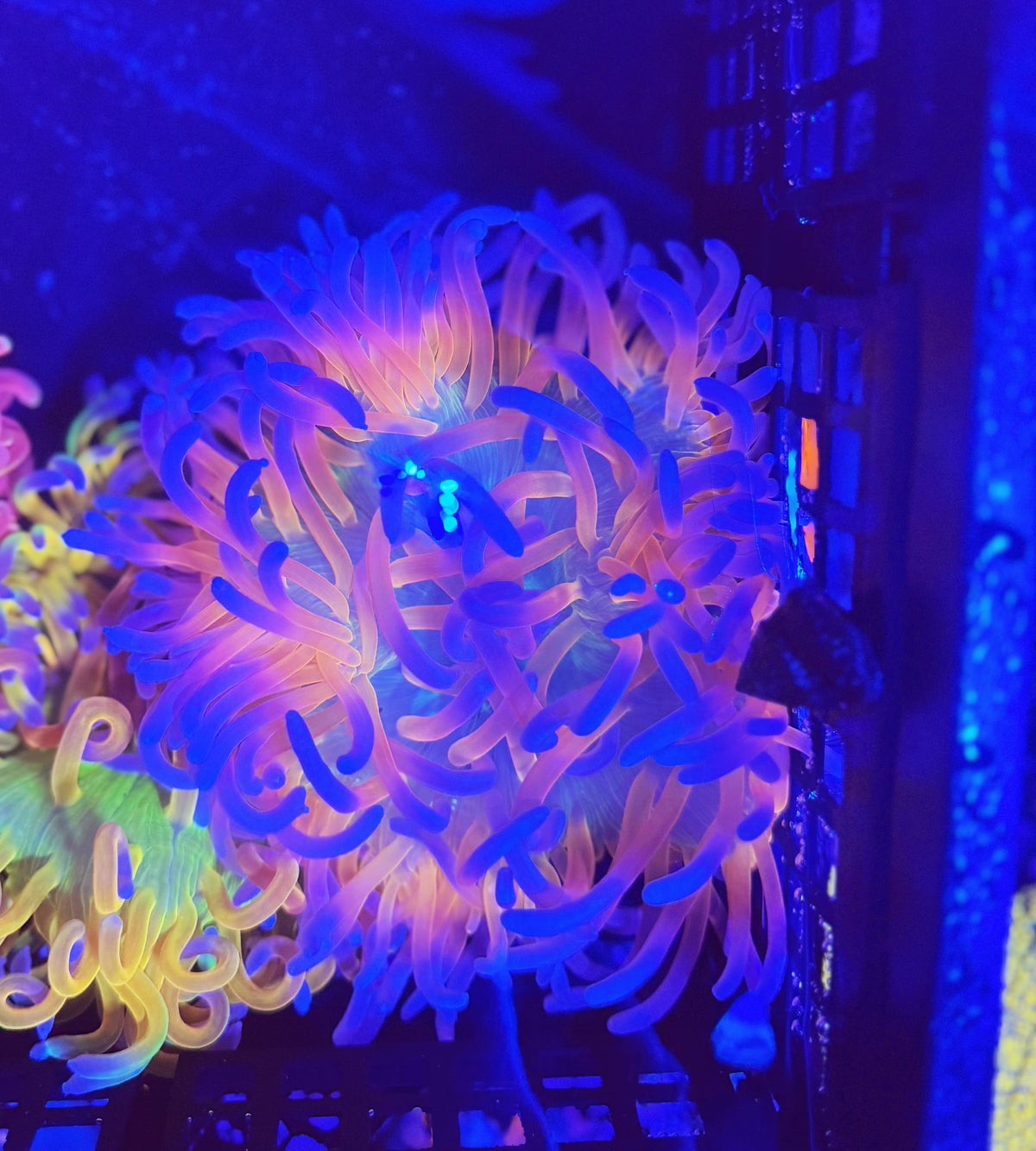 Insane Phantom Anemone