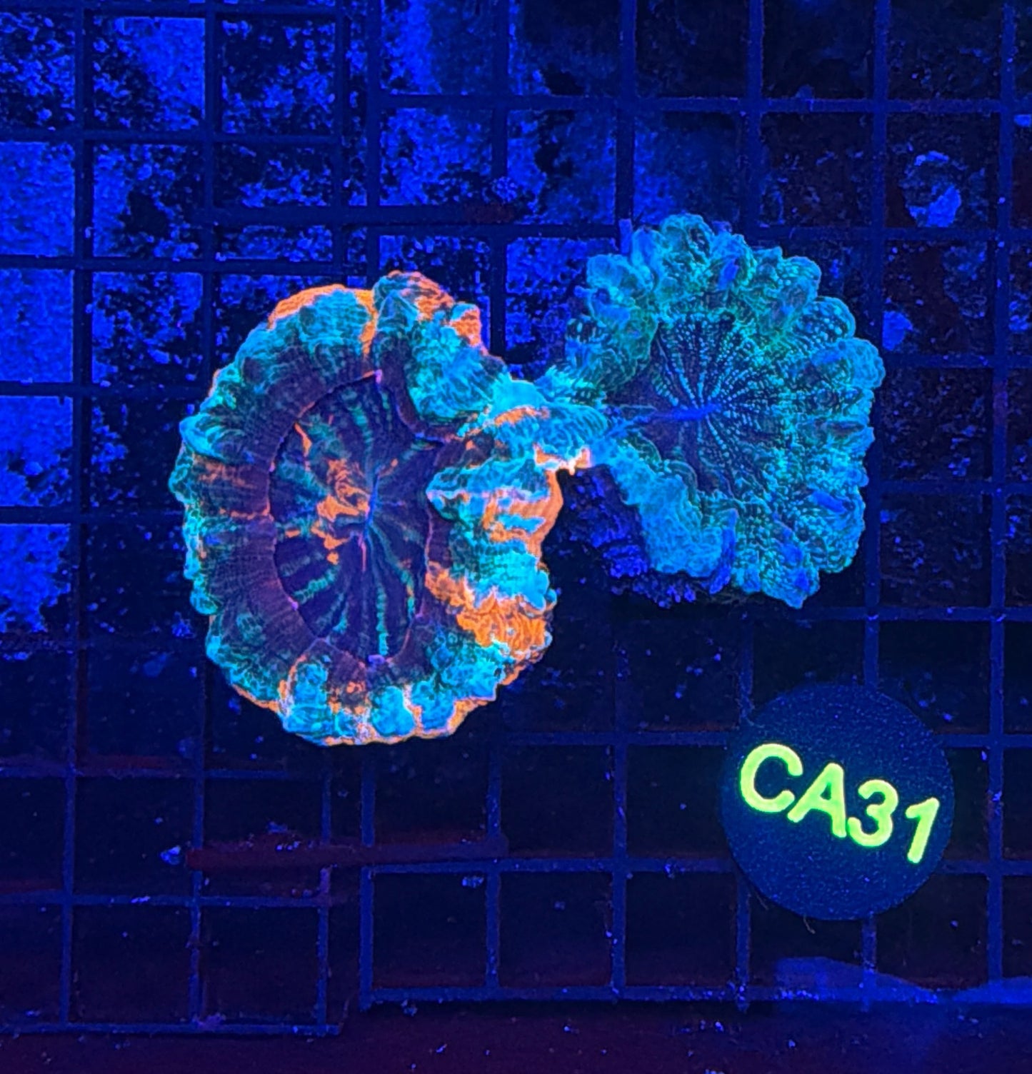 Acantho double