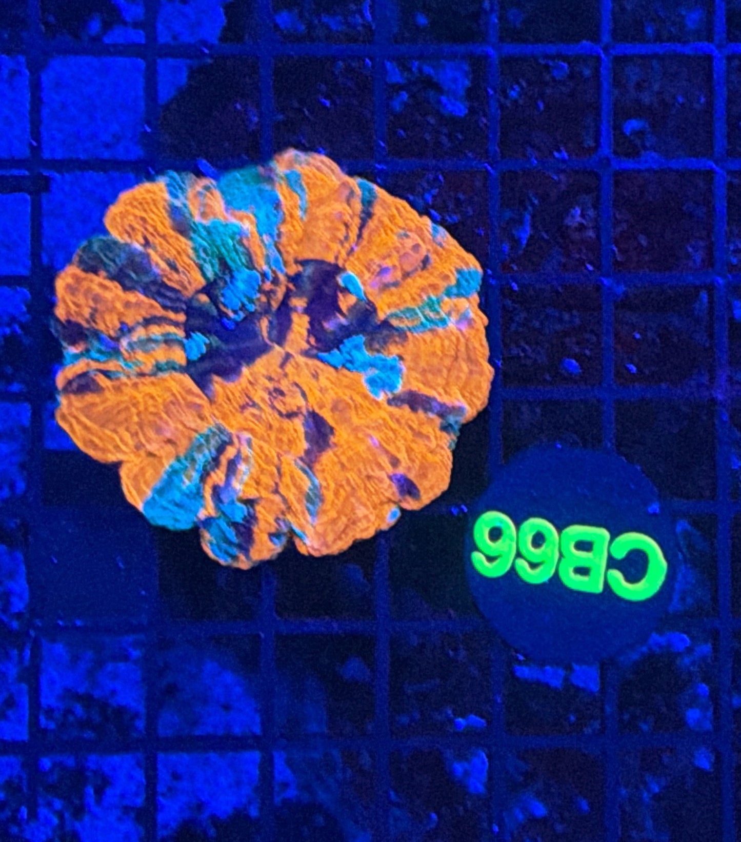 Rainbow acantho