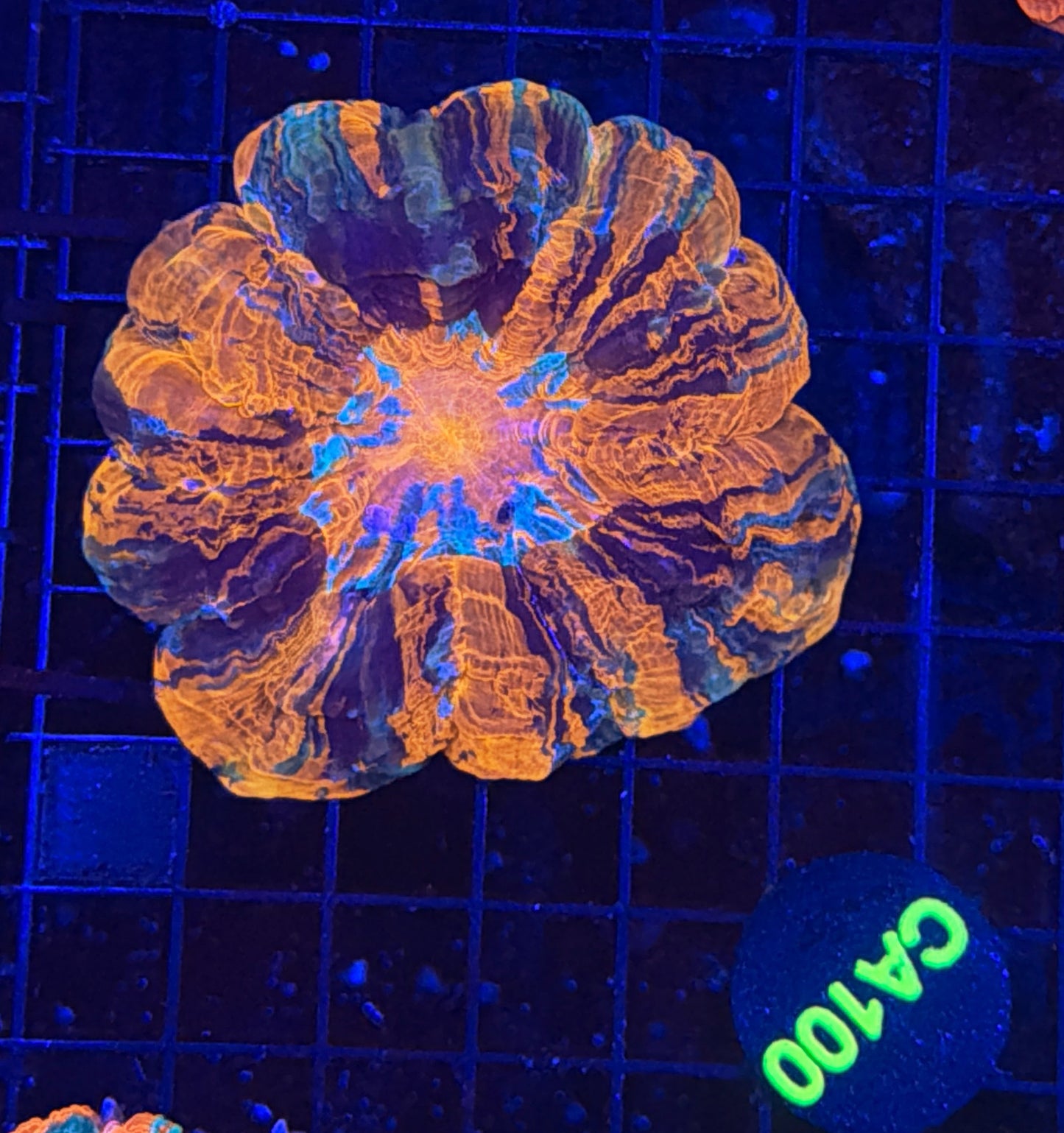 Rainbow acantho