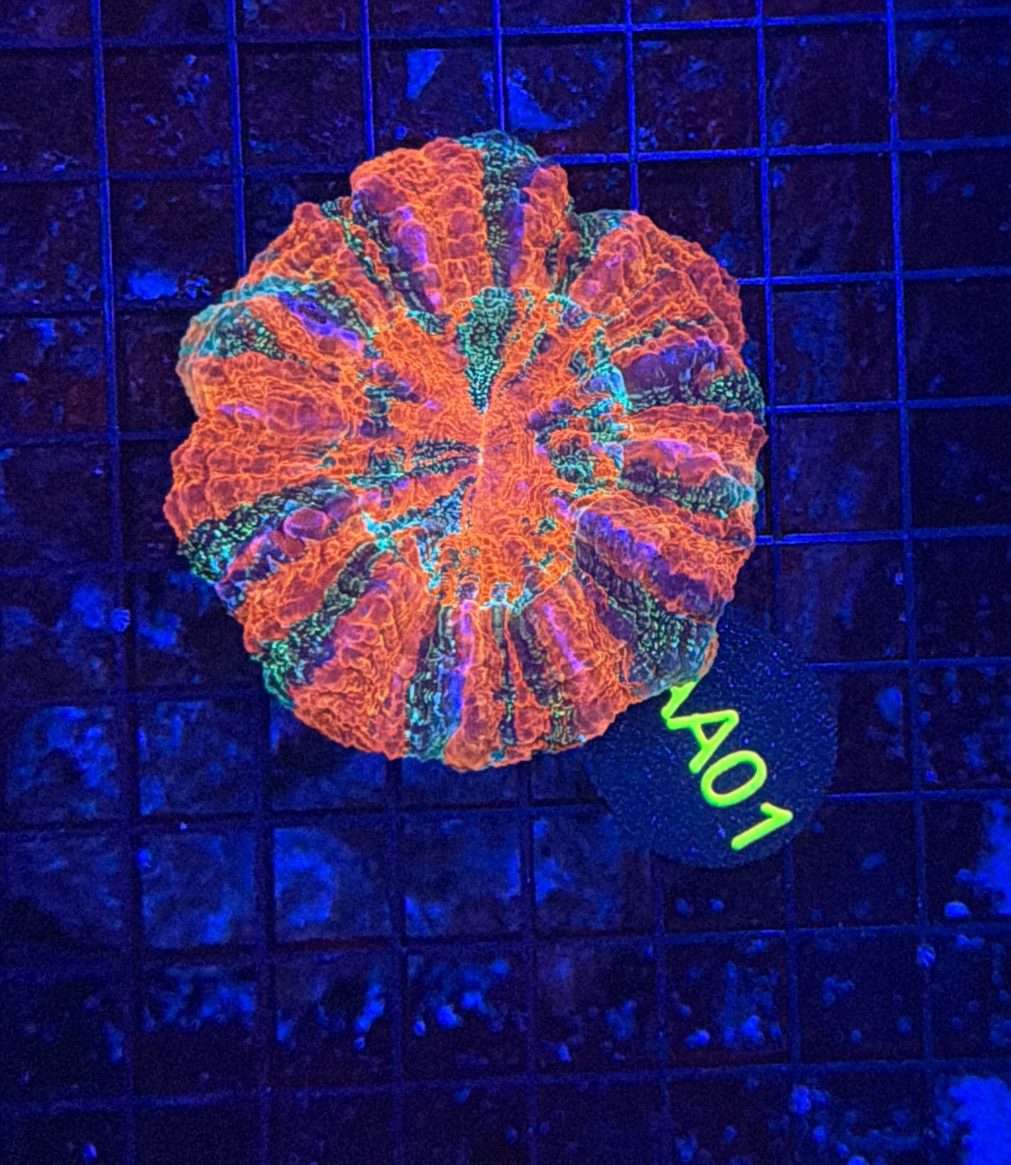 Rainbow acantho