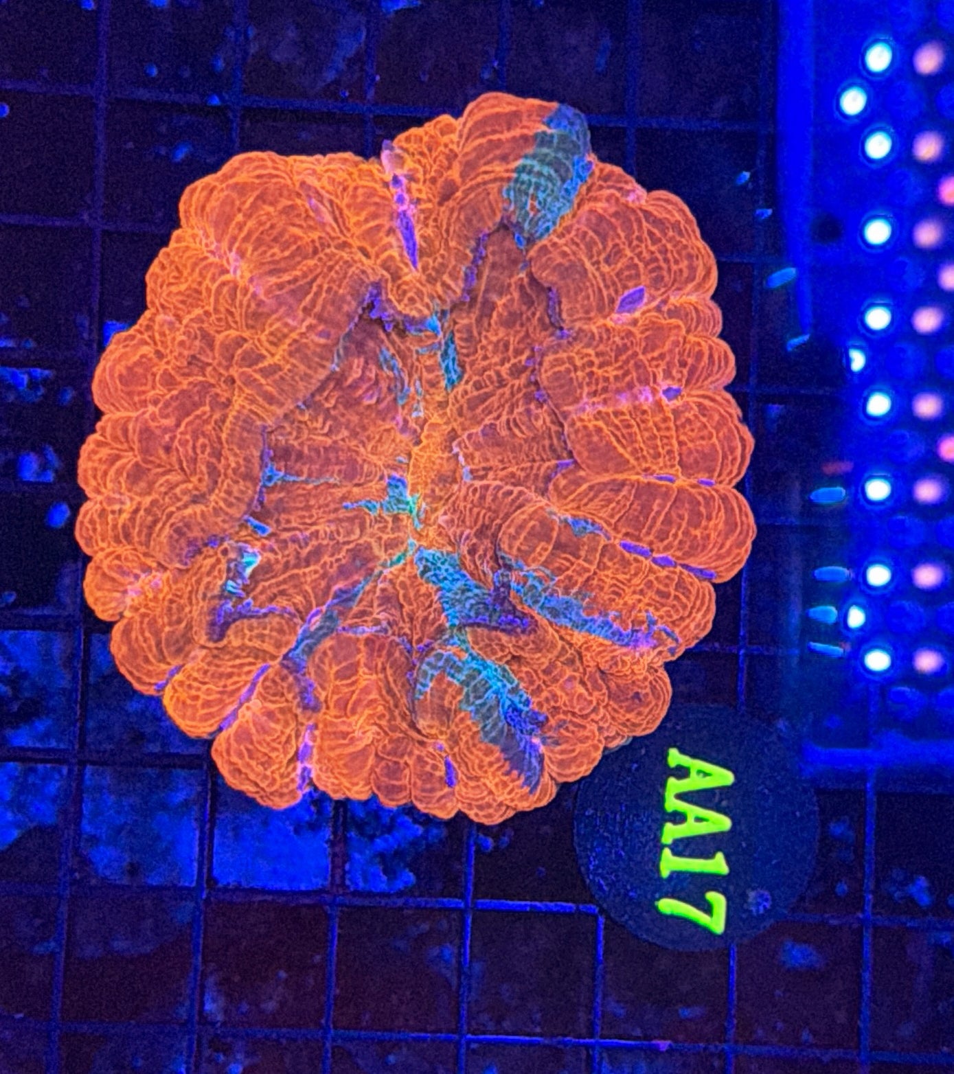 Rainbow acantho