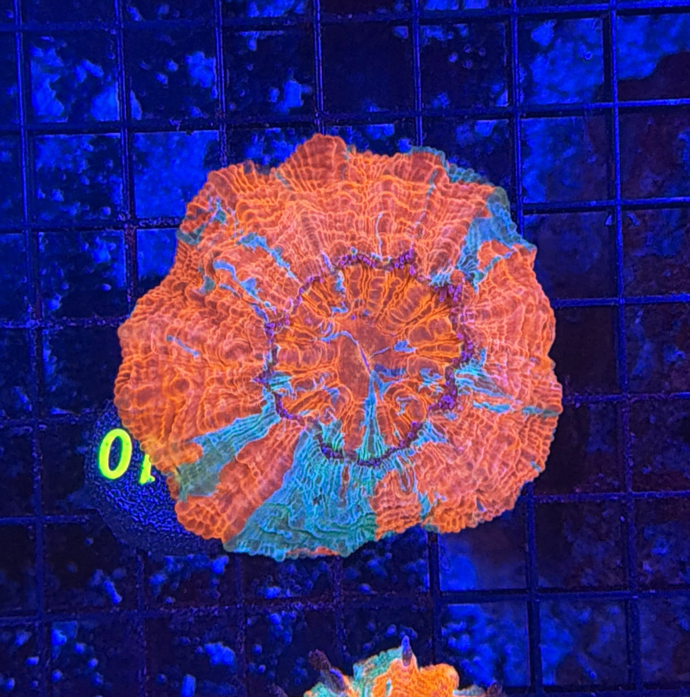 Rainbow acantho