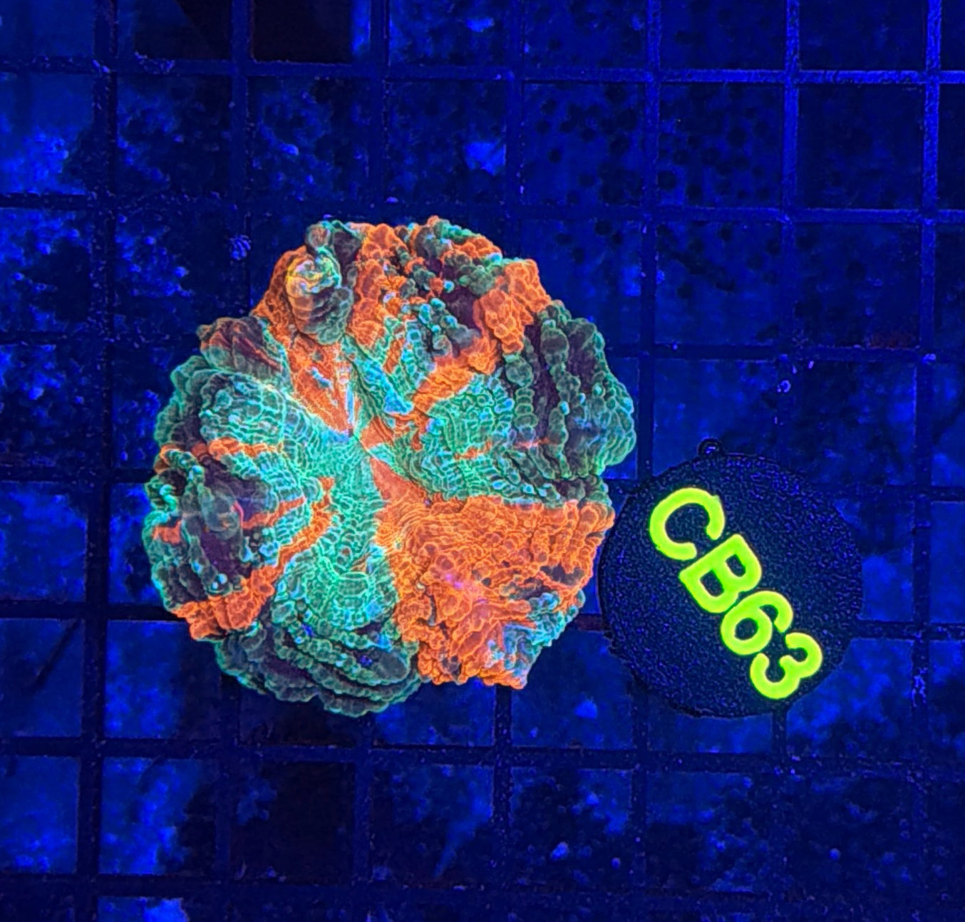 Rainbow acantho